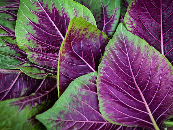 Amaranth-Spinach-Red-with-green-edge-Multicolored-amaranth-spinach-LSS-DSC_6897-2.jpg